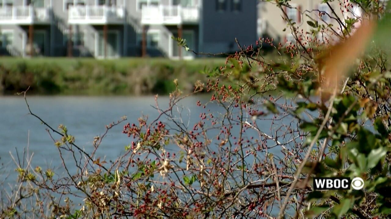 Concerns grow over neglected Wheatley’s Pond in Clayton